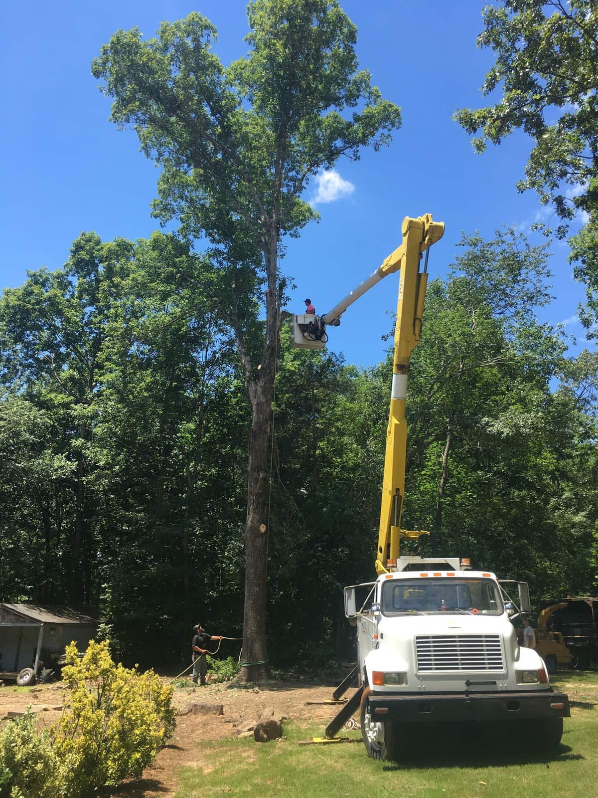 Recent tree service projects by We's is Trees in Gastonia, NC