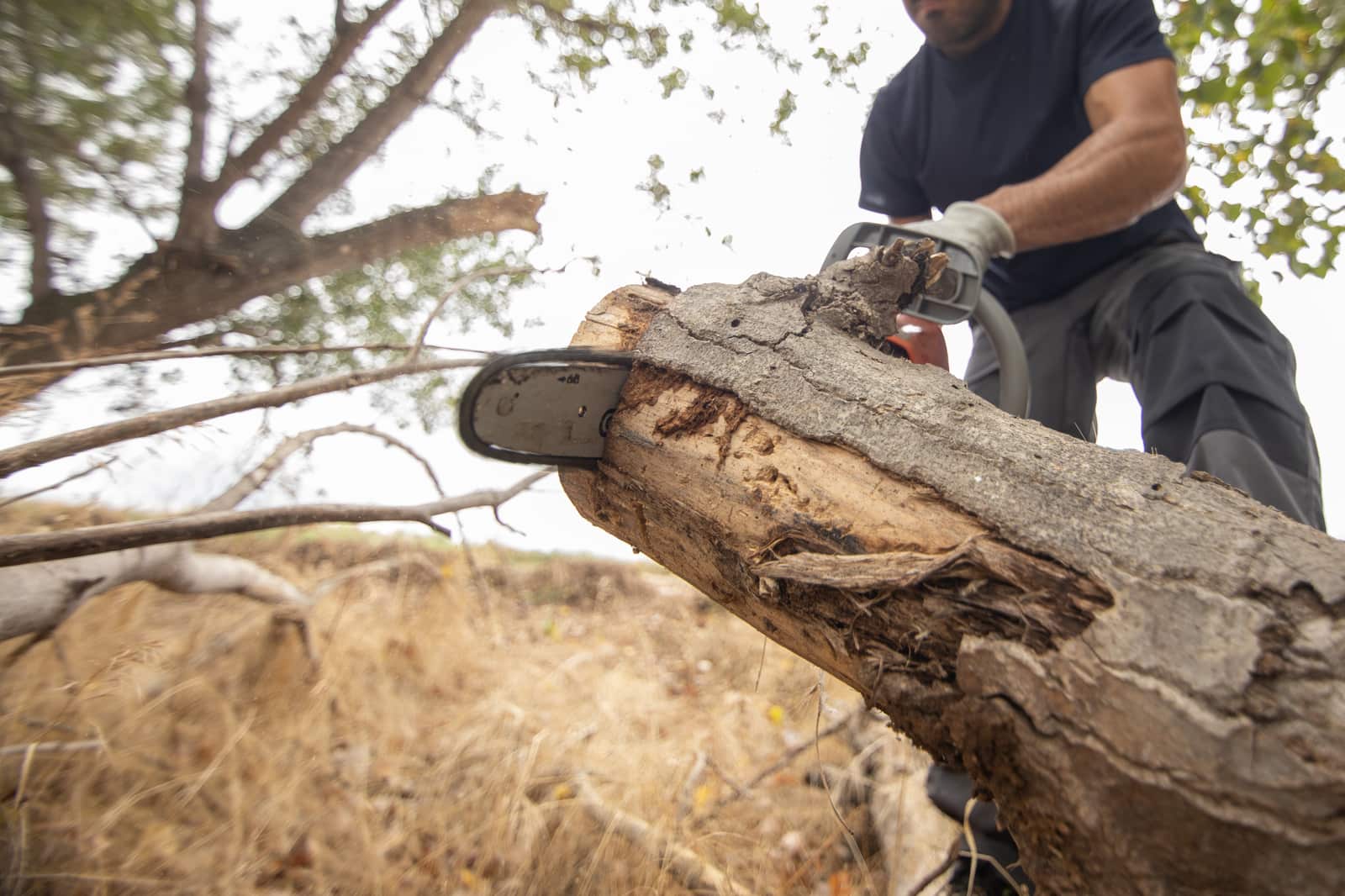 Stump grinding and removal