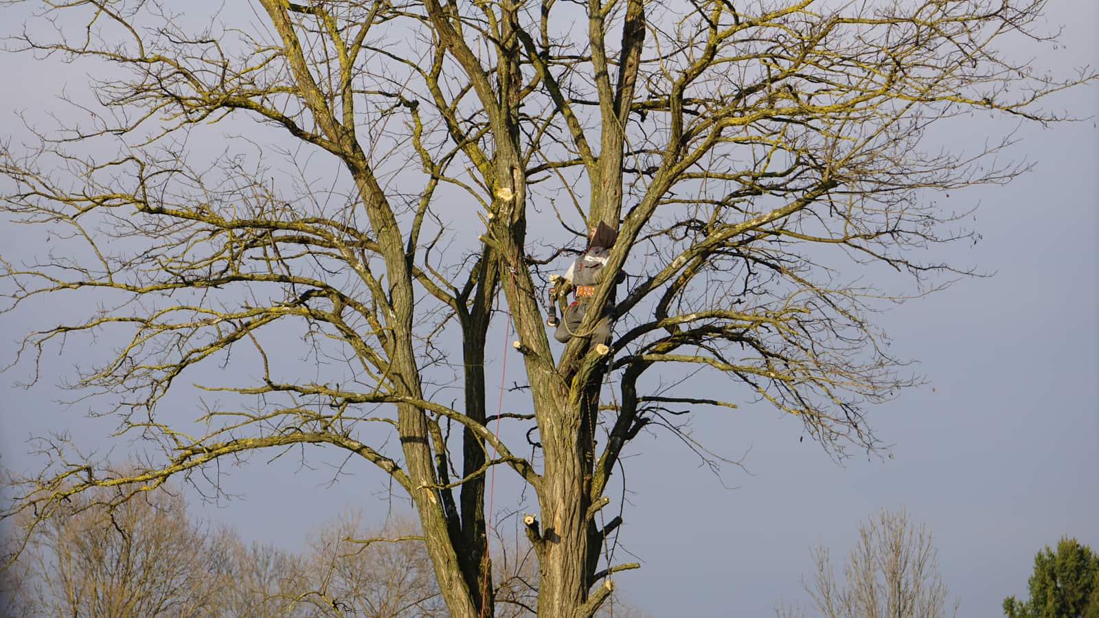 Professional tree treatment