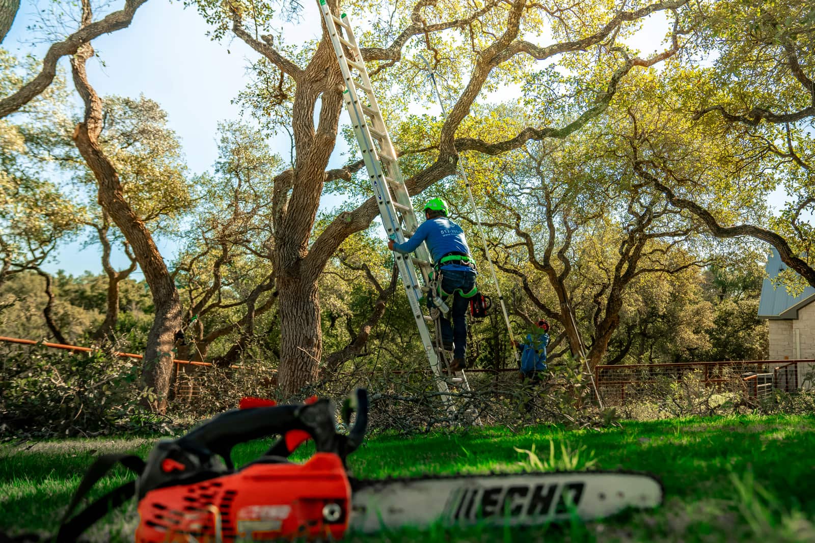 Expert tree trimming service
